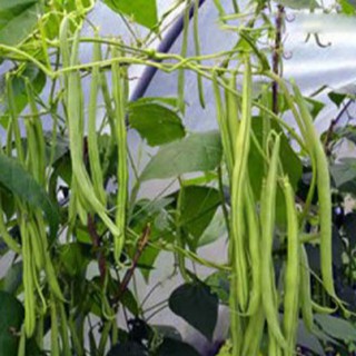 Hạt giống Đậu Cove leo giàn- 1 gói 50gram - DC