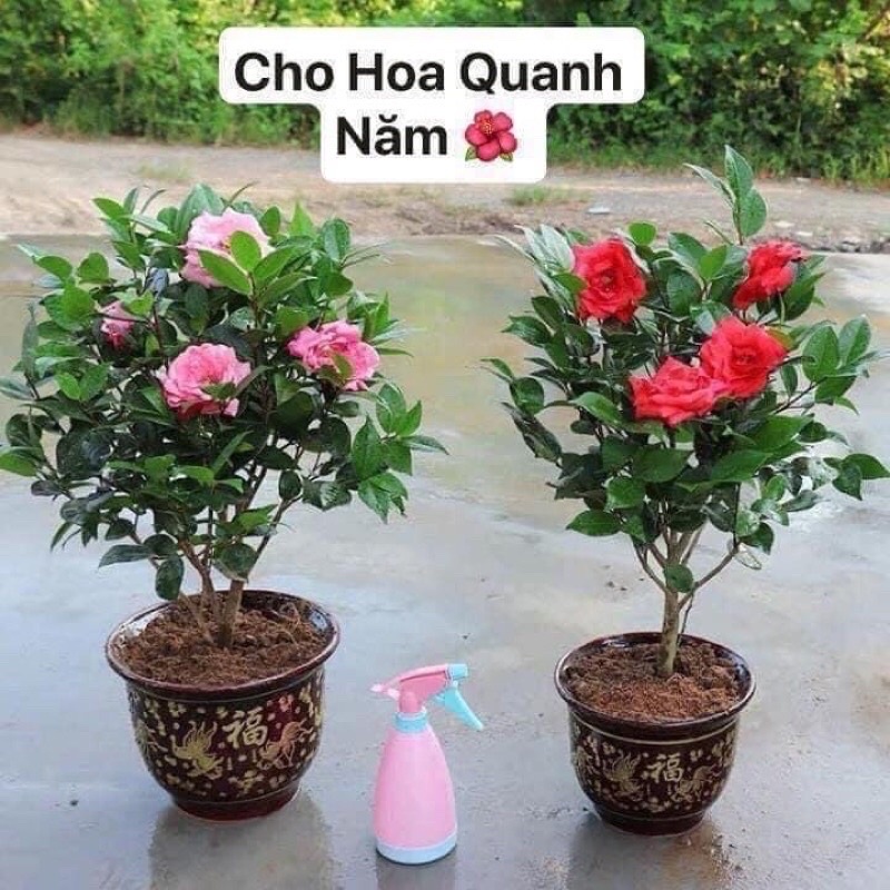 Trà my tứ quý ngũ sắc