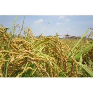 {Free ship Đà Nẵng} Gạo Lài Sữa Mười Thảo