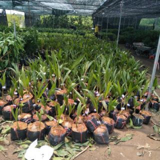 Cây giống dừa xiêm dây