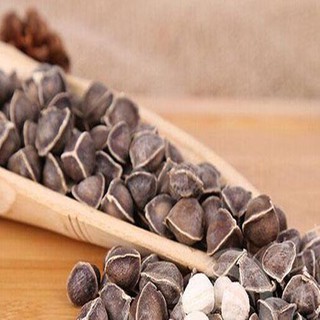 Hạt giống chùm ngây