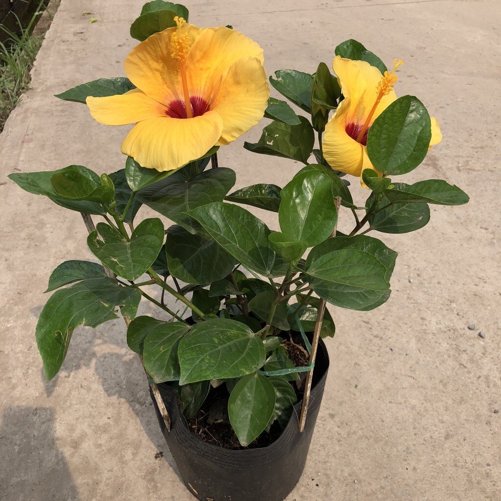 Cây hoa dâm bụt thái màu vàng đang nụ cao 40cm ảnh thật (hình 2-8)