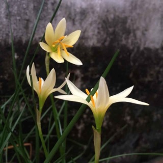 Huệ mưa vàng nhạt Prilumina size teen baby siêu sai hoa