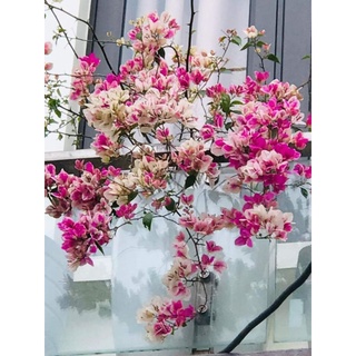 Cây hoa giấy nhập gân hồng