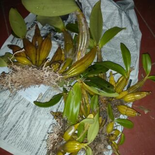 10 loại hoa phong lan  rừng