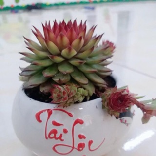 Sen đá siêu đẹp cây y hình
