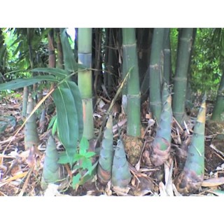 Cây giống măng tre bát độ