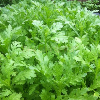 Hạt giống rau cải cúc nếp - 20gr