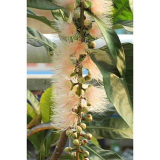 Cây Lộc Vừng lá to, hoa trắng to, thơm ngào ngạt