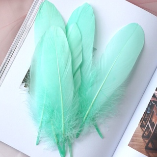 [kt : 12-17cm ] Lông cánh đủ màu