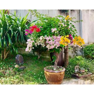 Hoa giấy Thái nhiều màu cây như hình 2-3-4