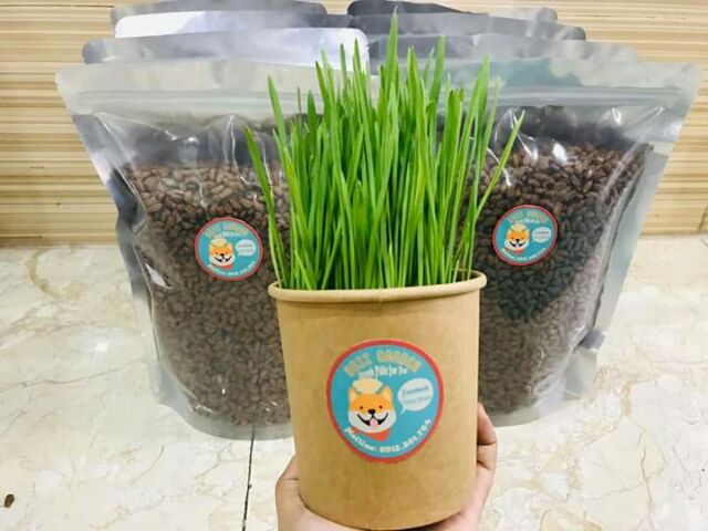 Cỏ mèo tươi trồng sẵn tiện lợi cho mèo gặm – Boss Garden