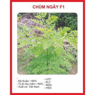 Chuẩn hạt giống cây chùm ngây 10 hạt