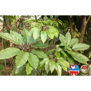 Cây lá đắng (lá chân chim/lá lằng) Thanh Hoá