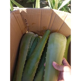 COMBO 3KG BẸ NHA ĐAM MỸ ( bẹ rất to: 3-4 bẹ/kg)