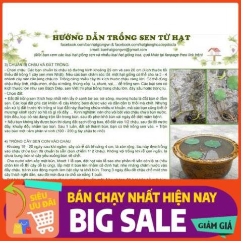 [Chất lượng cao] [Hàng chuẩn] [Free ship] SEN CUNG ĐÌNH (SEN BÁCH HỢP) - gói 5 hạt 2 màu