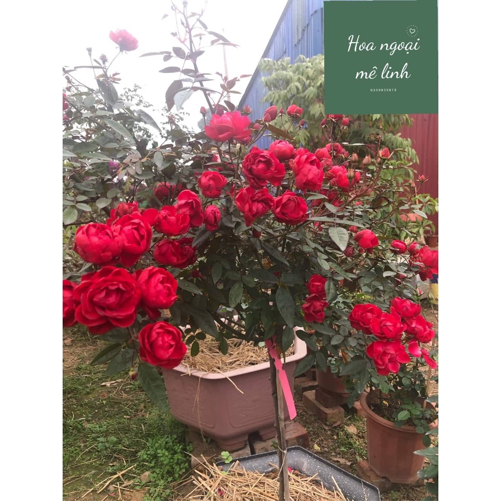 Hoa hồng trứng đỏ SIÊU HOA - dễ chăm sóc, hoa quanh năm - Hoangoaimelinh