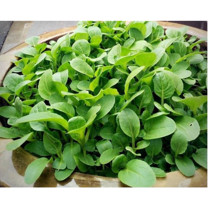 Hạt giống cải ngọt bông ăn non- rau củ quả trồng chậu, sân vườn ban công ngon giòn ngọt nảy mầm cao 20g RADO308