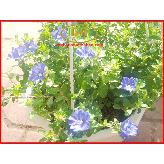 Giỏ hoa thanh tú treo đang hoa tưng bừng, rất sai hoa và hoa nở quanh năm, mang đến cảm giác tươi tắn, mát mẻ, nhẹ nhàng