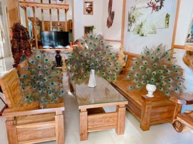 combo 30 cành lông công tài lộc 70-80cm | BigBuy360 - bigbuy360.vn