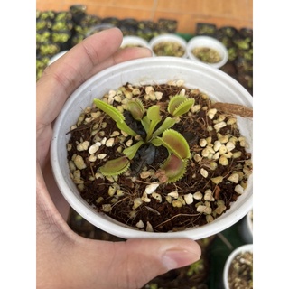 Cây bẫy kẹp bắt mồi răng cá mập Sharkteeth