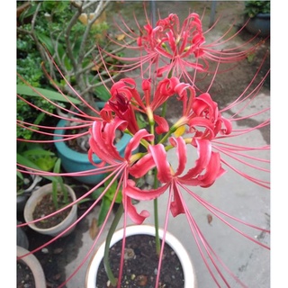 Combo 3 củ giống hoa bỉ ngạn hoa màu đỏ - Kèm 3 viên nén xơ dừa ươm củ ( 3 củ )
