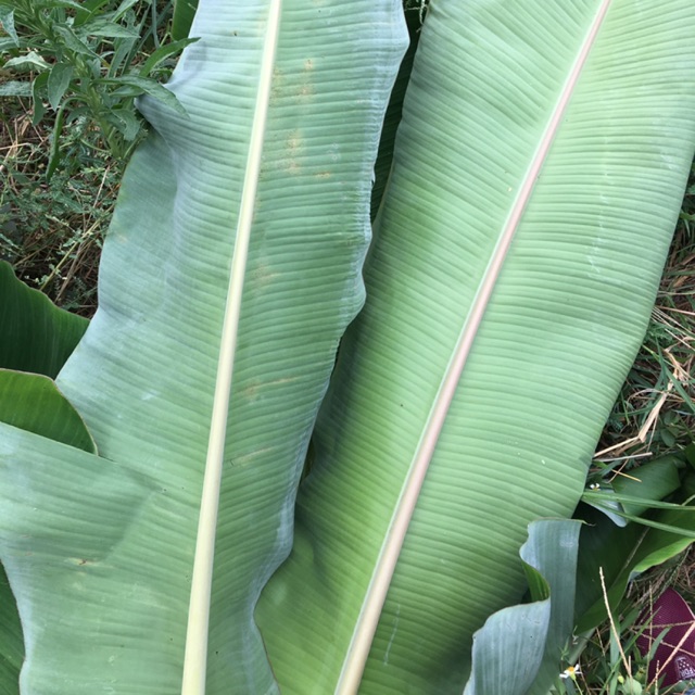 Lá chuối tươi 1 kg