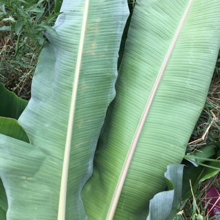 Lá chuối tươi 1 kg