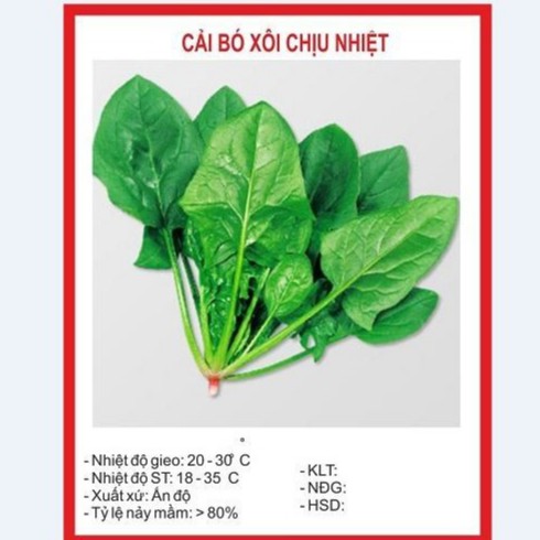 Combo 3 gói cải bó xôi chịu nhiệt - 3 gói 60gr