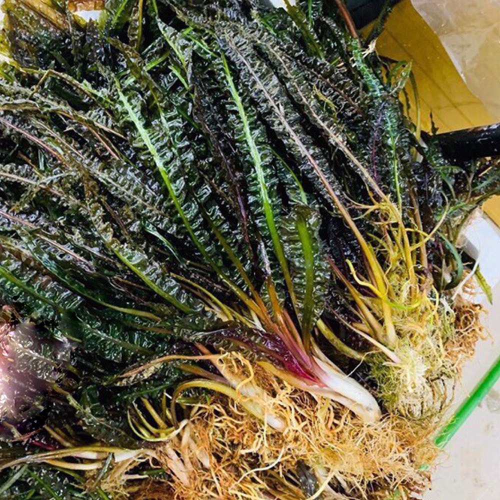 Cây thủy sinh Tiêu thảo lá nhăn