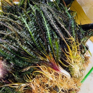 Cây thủy sinh Tiêu thảo lá nhăn