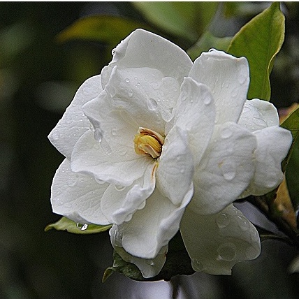 20 Hạt hoa dành dành, bạch thiên hương, hoa nở to, toả hương thơm ngào ngạt, cây hoa cảnh trang trí sân vườn