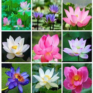Hạt giống sen Nhật mini