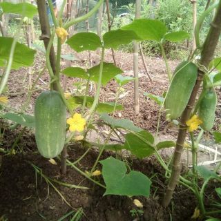 🥒🥒 DƯA CHUỘT MÈO THÁI LAN