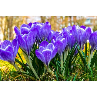 sỉ nghệ tây giá 8k