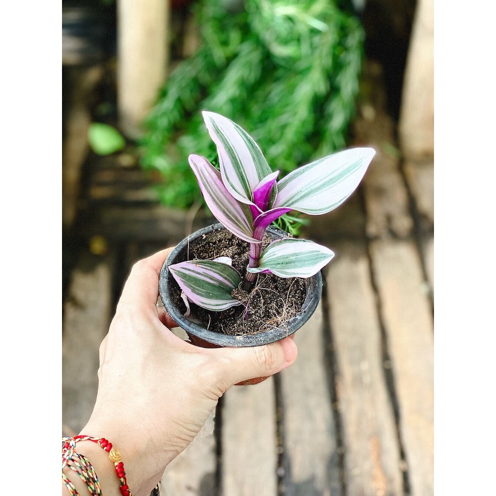 Cây giống Tradescantia albiflora Nanouk (Thài Lài Hồng Nanouk, Thài Lài Đột Biến) chậu nhựa