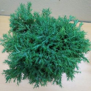 Tùng Bồng Lai (chậu sứ Đẹp)