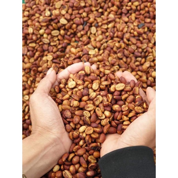 Bội Cà Phê - Robusta Sẻ-Natural ( Giống Cà Lâu Năm) | BigBuy360 - bigbuy360.vn