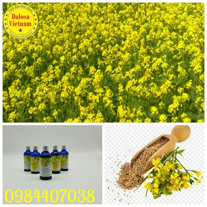 TINH DẦU MÙ TẠT (Mustard ) 100ml