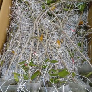 Phi điệp 5 cánh trắng họng hồng