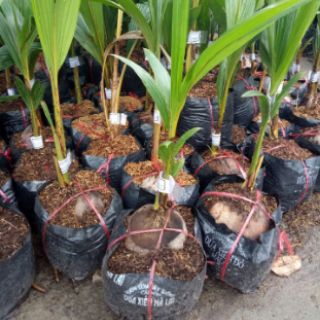 Cây dừa malai nhập khẩu