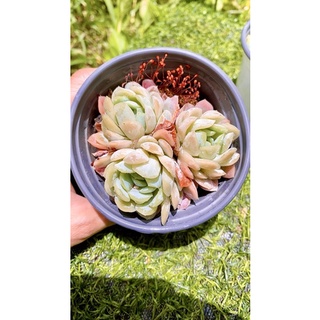 sen đá Hải ly Hồng bạc tròn