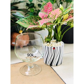 Chậu thuỷ tinh ly bầu, chậu nuôi cá, trồng cây 11x18cm