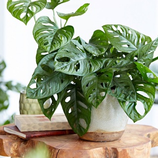 Trầu bà lỗ