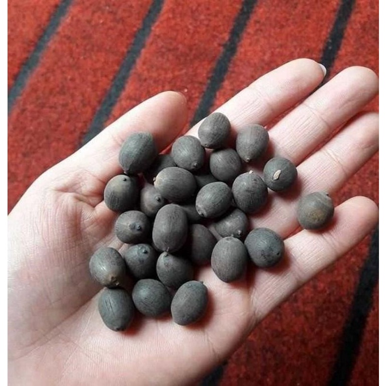 1Kg Hạt giống hoa sen bách diệp đen khô tỷ lệ nảy mầm 95%