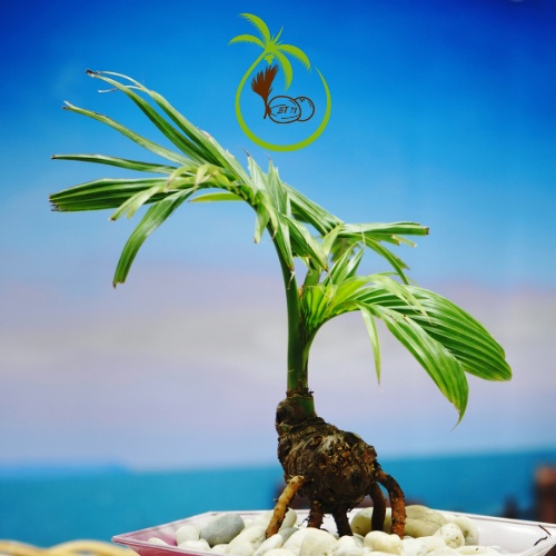 Phôi Trái Dừa Giống Lên Mầm | Làm Dừa Bonsai - Dáng Dứng và Nghiêng - Trái Dừa Tròn Đẹp - Mầm Tươi Tốt