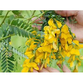 [GÓI LỚN] HẠT GIỐNG ĐIÊN ĐIỂN THÁI LAN (TỨ QUÝ, BỐN MÙA)