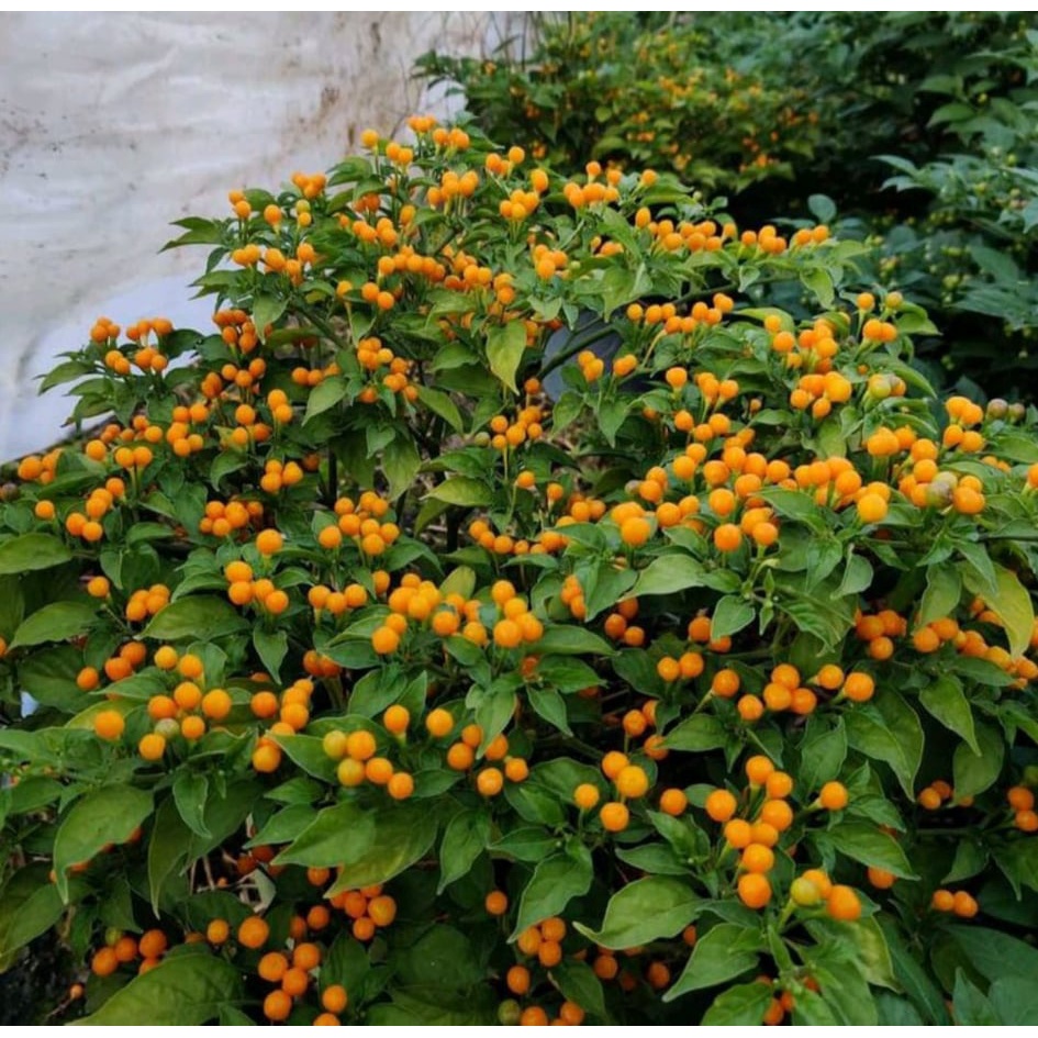 Túi 5Trái Ớt Peru Aji Charapita Đắt Đỏ Nhất Thế Giới