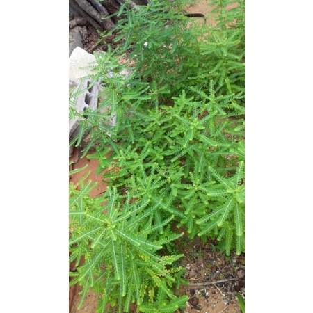 Diệp Hạ Châu (cây chó đẻ) khô