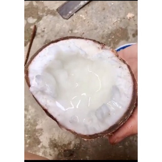 Dừa sáp cầu kè- loại 1